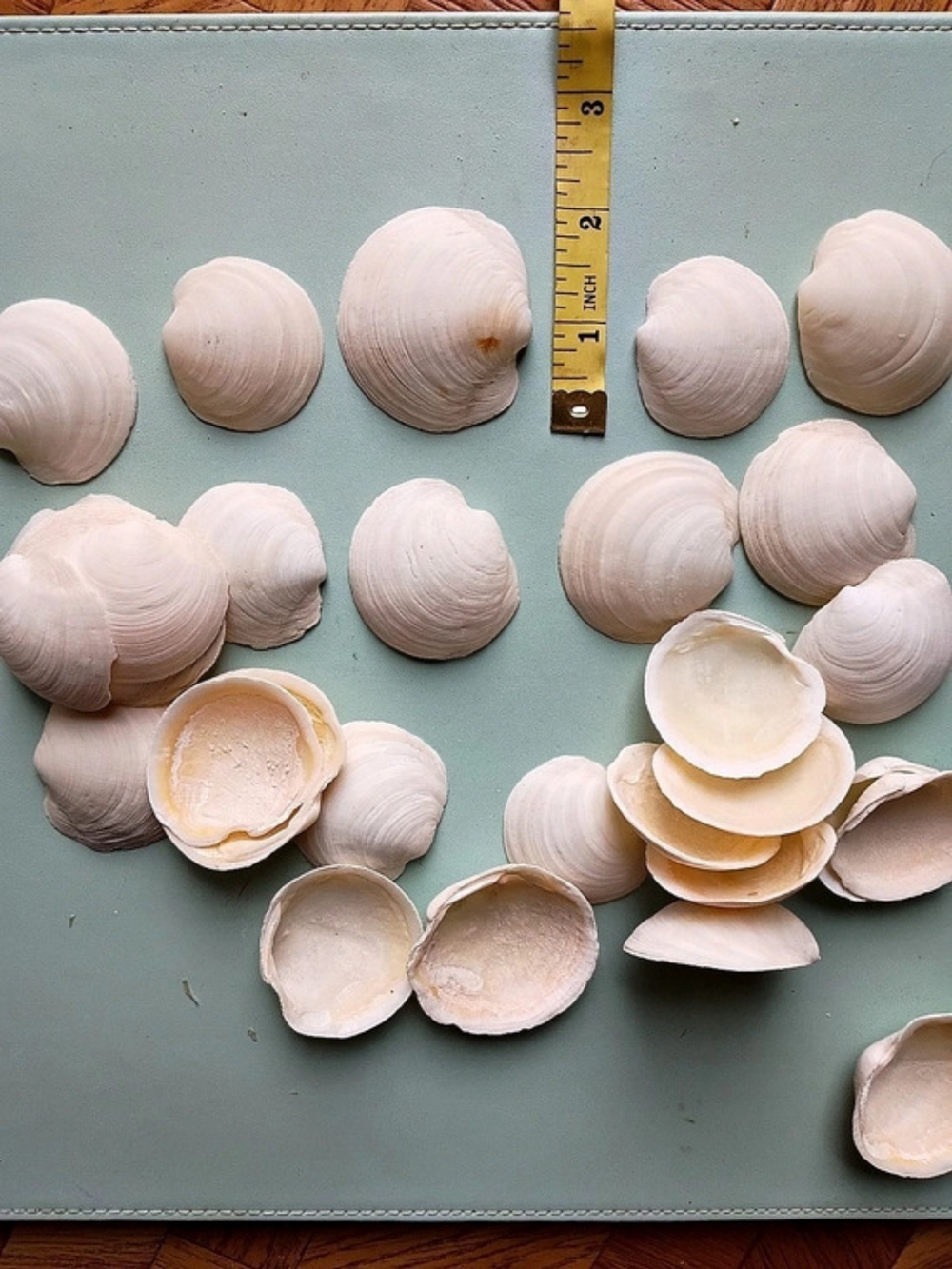 Buttercups Or Lucines-shells for crafting